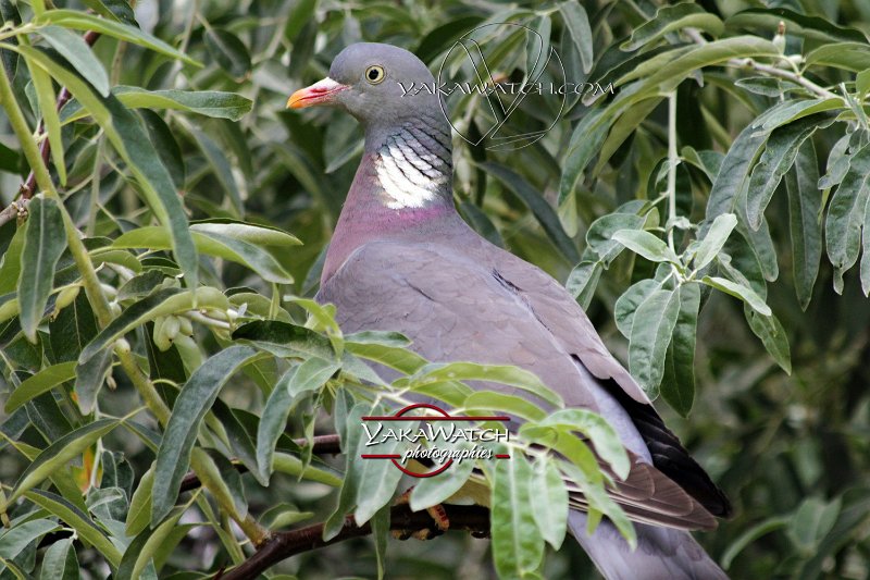 oiseau-pigeon-ramier-photo-yakawatch-004