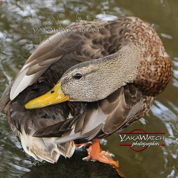 oiseau-canard-photo-yakawatch-3080