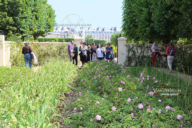 Jardins-jardin-tuileries-paris-photo-yakawatch-1405