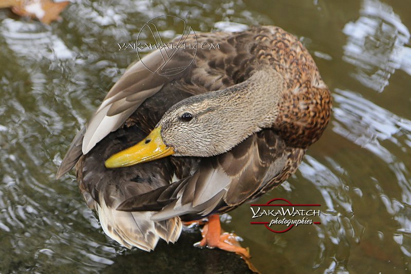 oiseau-canard-photo-yakawatch-3080