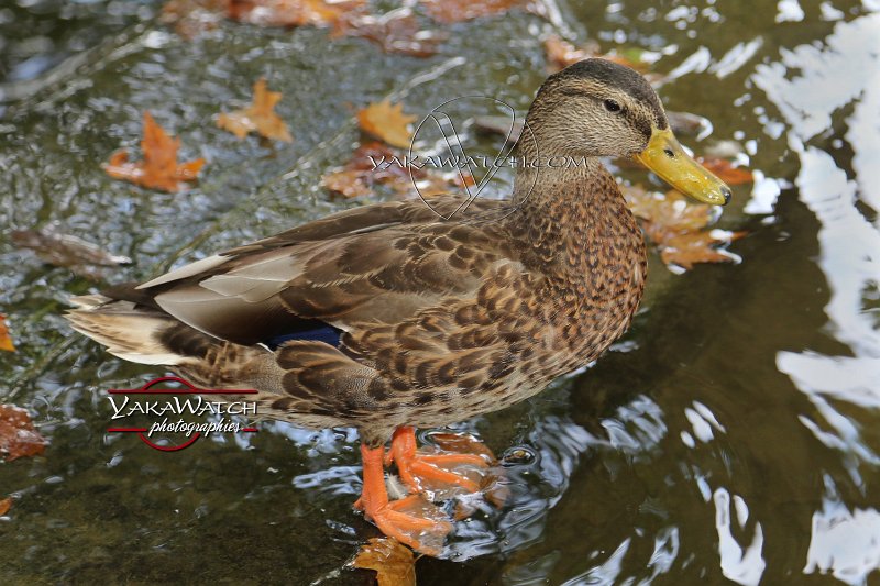 oiseau-canard-photo-yakawatch-3091