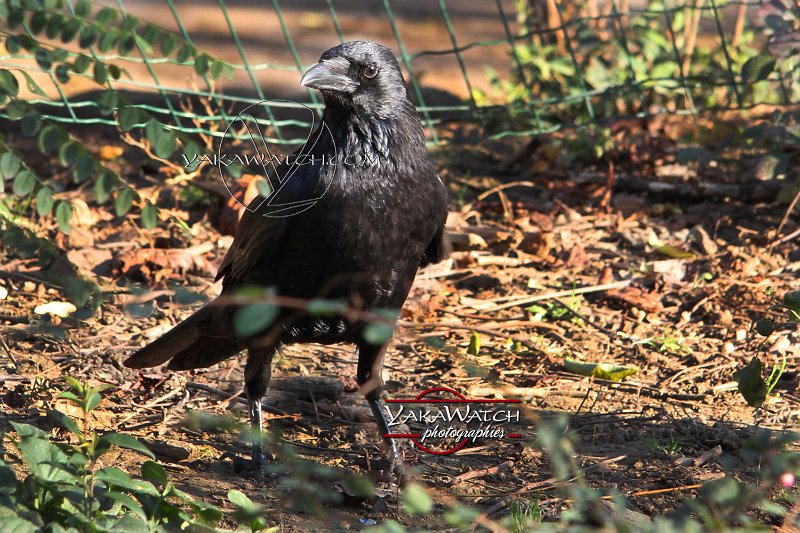 oiseau-corbeau-photo-yakawatch-6337
