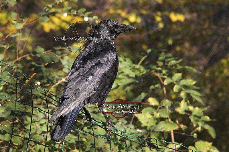 oiseau-corbeau-photo-yakawatch-6348
