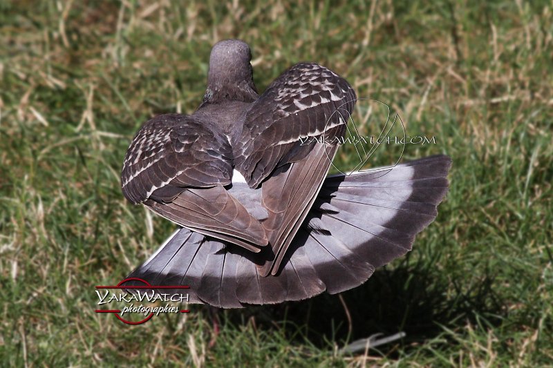oiseau-pigeon-photo-yakawatch-001