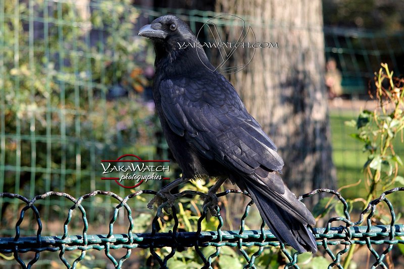 r-oiseau-corbeau-photo-yakawatch-6341