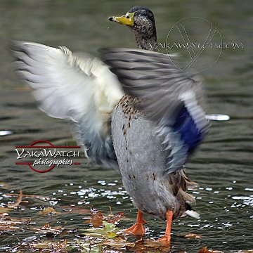 oiseau-canard-photo-yakawatch-6860