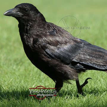 oiseau-corbeau-photo-yakawatch-0256