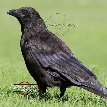 oiseau-corbeau-photo-yakawatch-0262