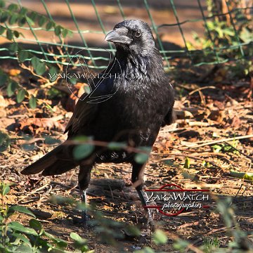 oiseau-corbeau-photo-yakawatch-6337