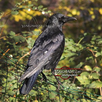 oiseau-corbeau-photo-yakawatch-6348