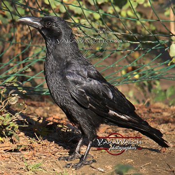 oiseau-corbeau-photo-yakawatch-6352