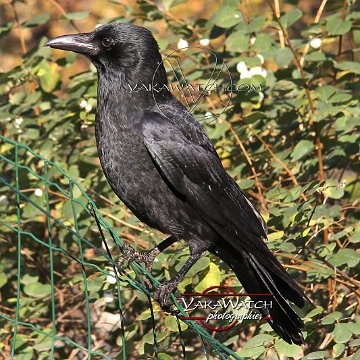 oiseau-corbeau-photo-yakawatch-6355