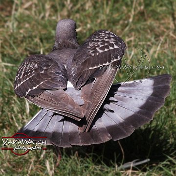 oiseau-pigeon-photo-yakawatch-001