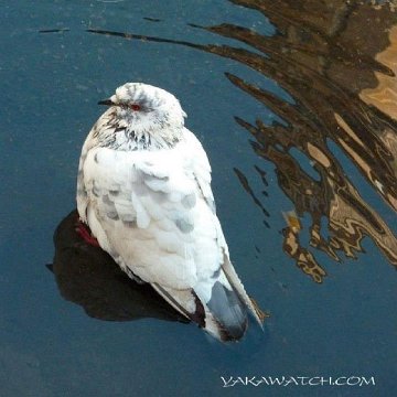 pigeon toilette-byYakaWatch