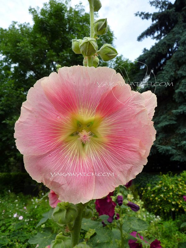 fleur-jardin-yakawatch-P1030333