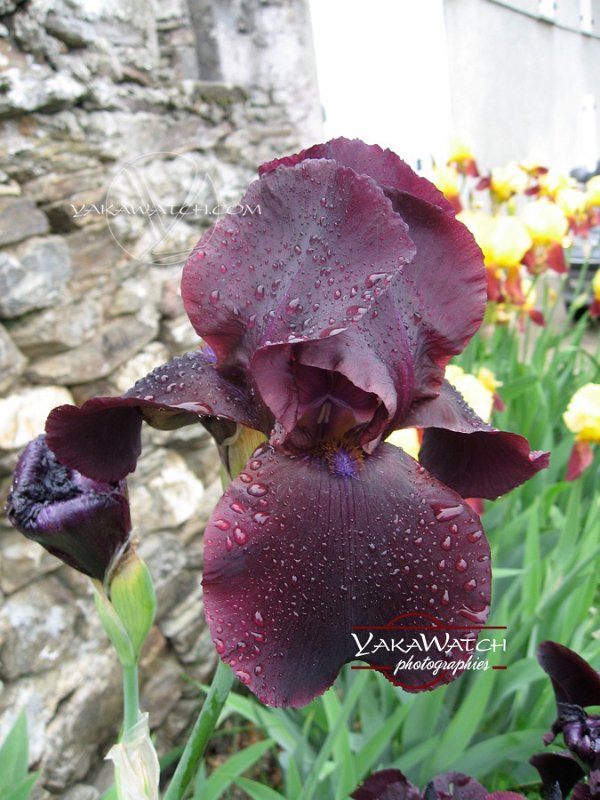 nature-photo-yakawatch-fleur-iris-5466