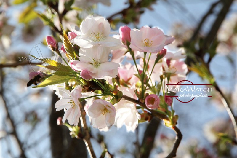 Sakura hanami (photo Yakawatch)