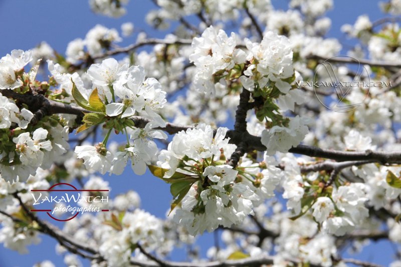 Cerisier du japon en fleurs