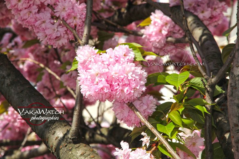 nature-photo-yakawatch-fleurs-cerisier-8374