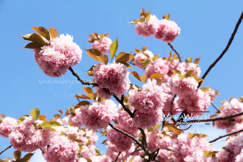 nature-photo-yakawatch-fleurs-cerisier-8376