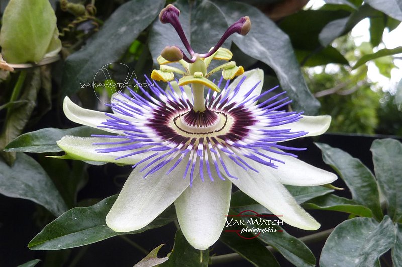 passiflore-fleur-photo-yakawatch-1090717