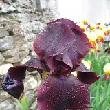 nature-photo-yakawatch-fleur-iris-5466