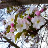 nature-photo-yakawatch-fleurs-cerisier-018