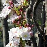 nature-photo-yakawatch-fleurs-cerisier-8033c