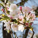 nature-photo-yakawatch-fleurs-cerisier-8035c