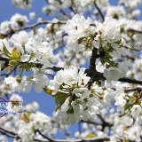 nature-photo-yakawatch-fleurs-cerisier-8048