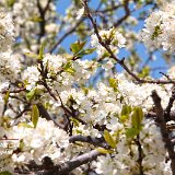 nature-photo-yakawatch-fleurs-cerisier-8052