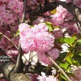 nature-photo-yakawatch-fleurs-cerisier-8374