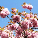 nature-photo-yakawatch-fleurs-cerisier-8376